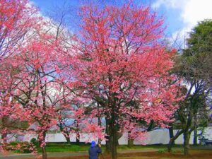 tokyo tree blooms