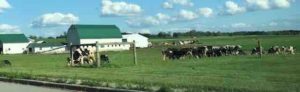 new york rural farm scene cows