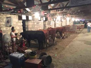 fair cow barn rooks county