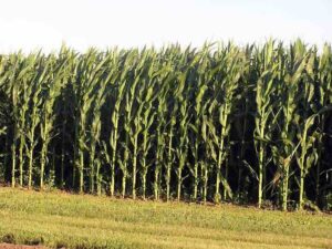 They's got a good corn crop this year and it's right across the road from the racetrack.