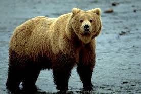 grizzley bear 34