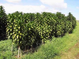 These are the famous Kona coffee plants.