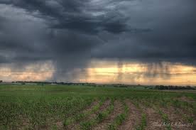 cornfield-in-the-rain