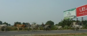 cattle on road