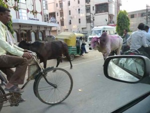 more animals on hwy