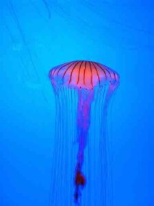 atlanta acquarium jelly fish