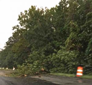 tree falling on interstate